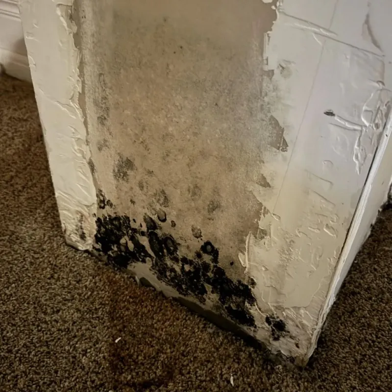 Professional Mold Removal in Dry Ridge, KY